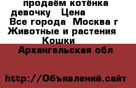 продаём котёнка девочку › Цена ­ 6 500 - Все города, Москва г. Животные и растения » Кошки   . Архангельская обл.